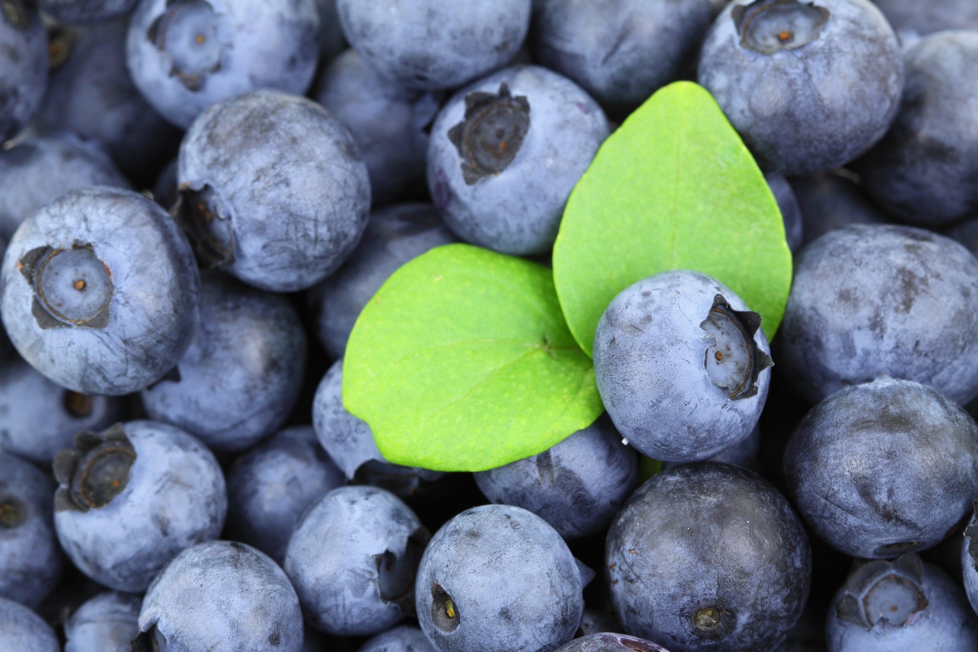 Berries 2281 1920