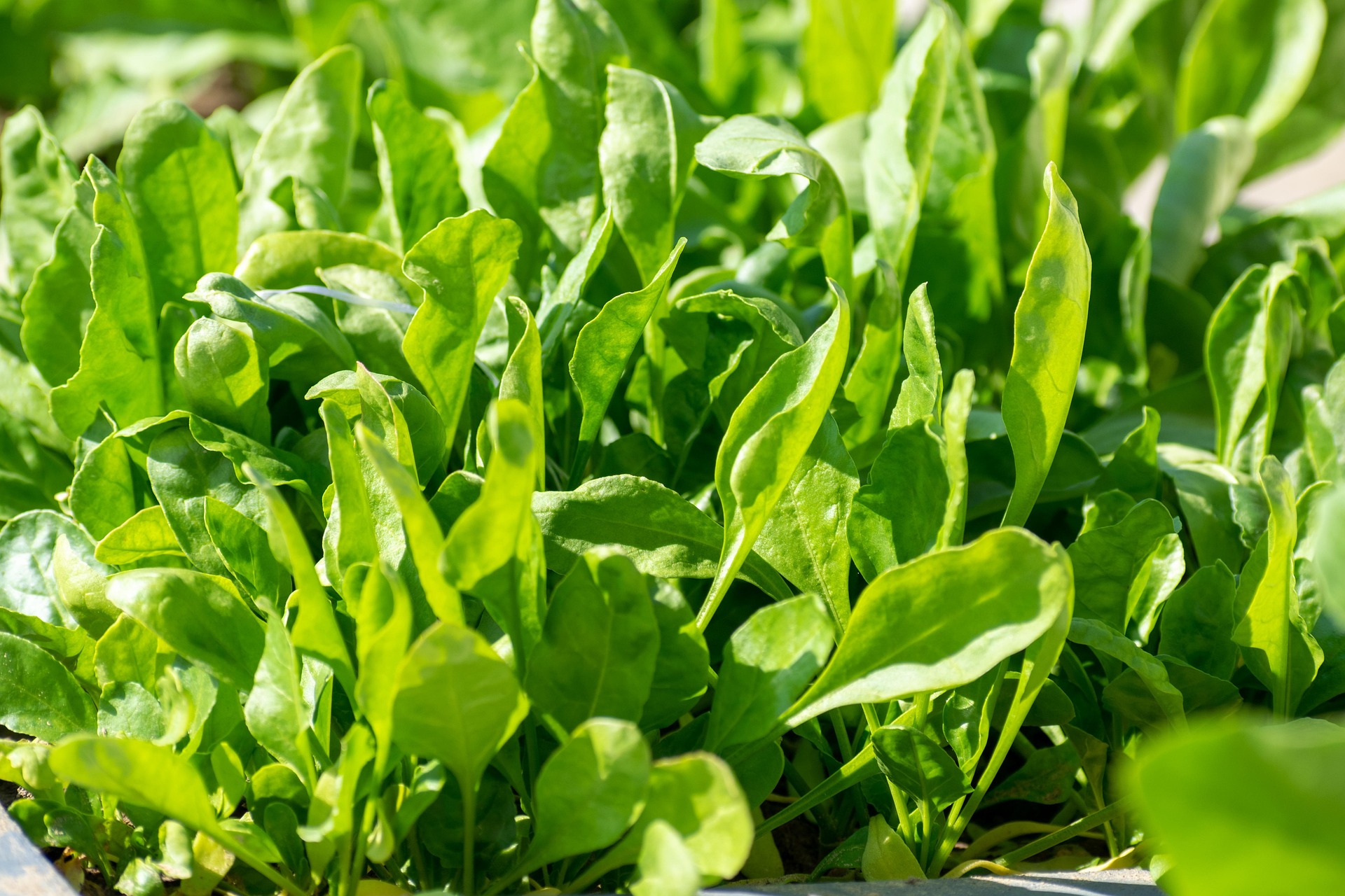 Spinach 7650539 1920