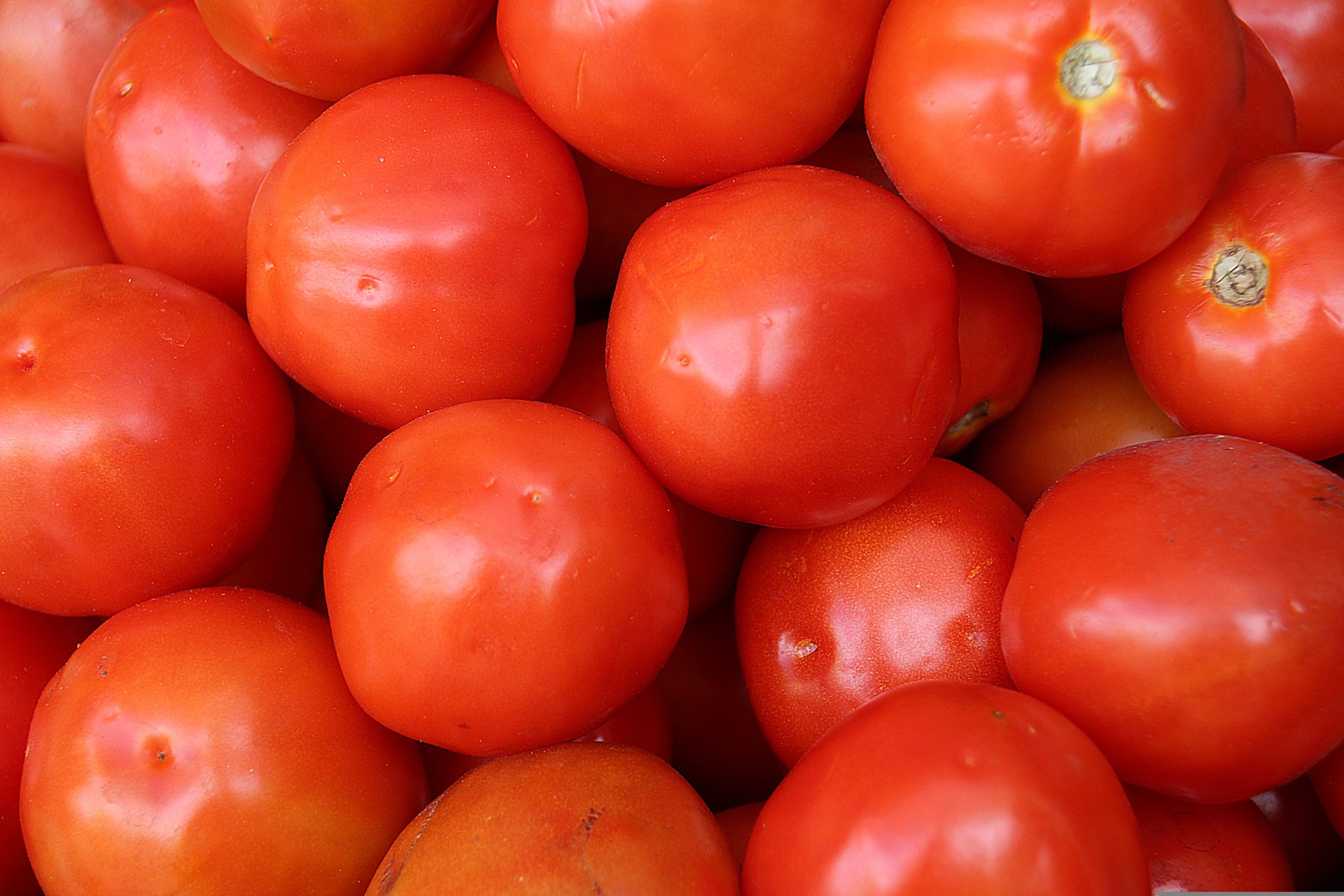 Tomatoes 1774746 1 Scaled