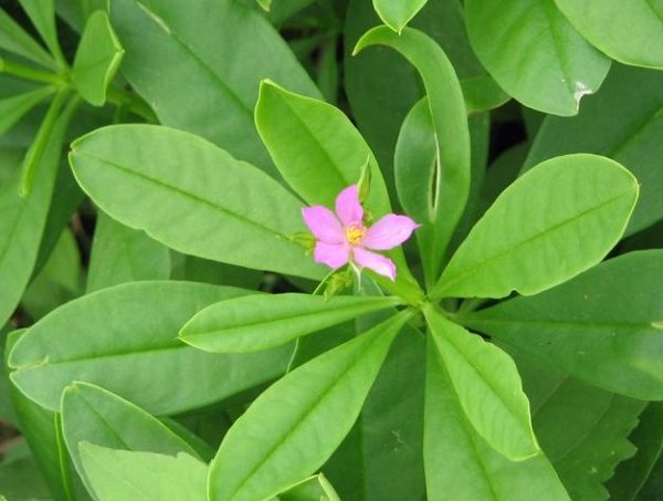 Waterleaf -| Premium African Leafy Greens in Calgary | Kings Table ...